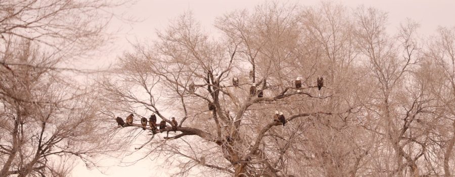 The Eagle Tree in Hagerman Idaho